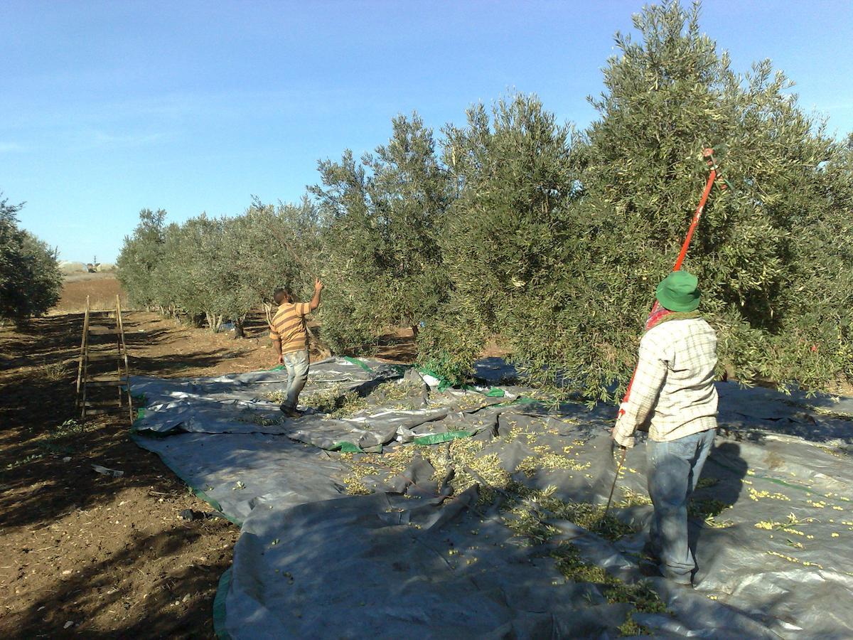 Peace Tent Villa Kfar Rut Luaran gambar